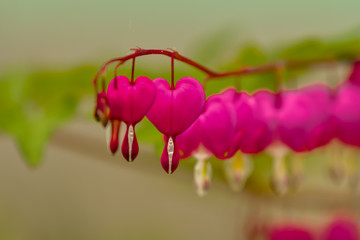 Red bleeding heart flowers bloom in the spring perennial garden.