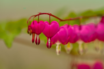 Red bleeding heart flowers bloom in the spring perennial garden.