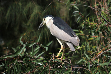 AVES DE XOCHIMILCO