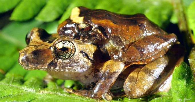 Martha's Rain Frog (Pristimantis martiae). A pair in amplexus (mating). In lowland tropical rainforest in Orellana province, Ecuador.