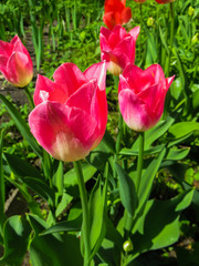 Classic pink and hybrid tulips in a flowerbed in the garden.