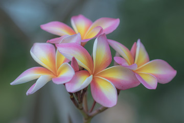 Close up pink ,white and yellow Plumeria flowers  in a garden.Frangipani tropical flower, plumeria flower are bloom.