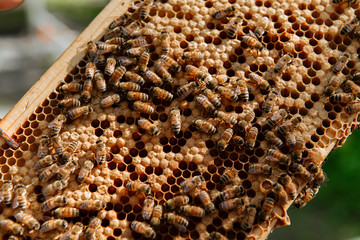 Beehive open for inspection by the beekeeper