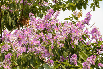 Purple flower are blooming in a garden.Beautiful Lagerstroemia Loudoni blooming flower.