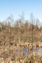 Here is a marshy field of tall grasses near Lake Erie Ontario. Taken just before spring comes!