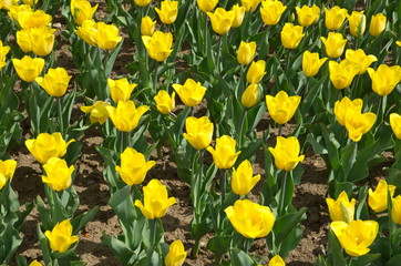 Fototapeta premium Yellow tulips bloom in spring