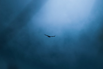 Águila en tormenta
