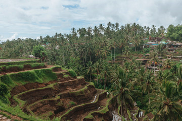 Fototapeta na wymiar Rice terraces of tegalalang, Bali, Indonesia