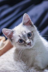 Little kitten with blue eyes looks directly at the camera.