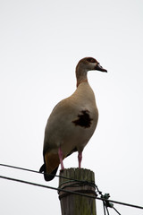 Egyptian Goose Perched on top of Electricity Pole