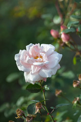 Fototapeta premium Light pink rose on a background of greenery.