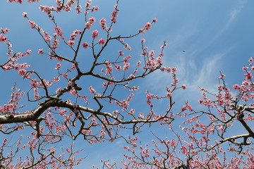 복숭아꽃과 하늘이 보이는 아름다운 풍경