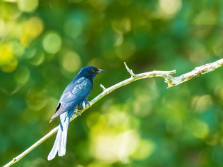The Square-tailed Drongo-Cuckoo is distinguished from other drongos by white bars on its vent and outer undertail feathers. Scientific name Surniculus lugubris.