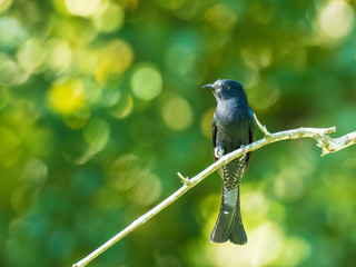 The Square-tailed Drongo-Cuckoo is distinguished from other drongos by white bars on its vent and outer undertail feathers. Scientific name Surniculus lugubris.