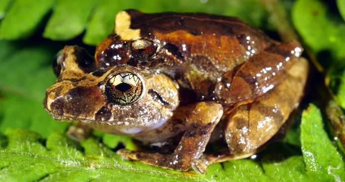 Martha's Rain Frog (Pristimantis martiae). A pair in amplexus (mating). In lowland tropical rainforest in Orellana province, Ecuador.