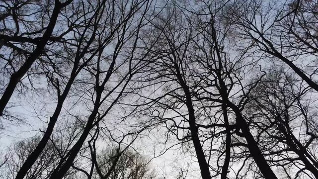 Wonderful cinematic ninety degrees tilt from tree branches to sunset in the forest.