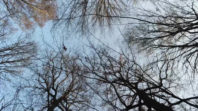 Tracking gimbal tilt forward in medium shot of tree branches in the forest.