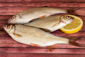 Raw fresh whole roach fish with lemon lies on a hard surface.
