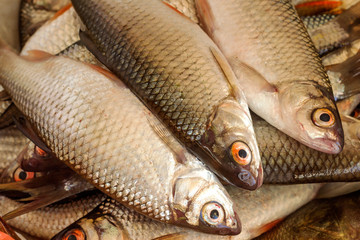 A lot of freshly caught fish common roach close-up. 