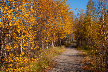 Autumn soft landsсape with forest in green, yellow and brown colors. Trees of birch, larch, spruce, fir, pine and cedar. Gold autumn wood