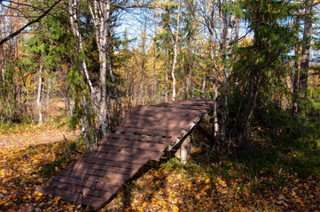 Autumn soft landsсape with forest in green, yellow and brown colors. Trees of birch, larch, spruce, fir, pine and cedar. Gold autumn wood