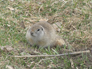 fearful gopher in a city park