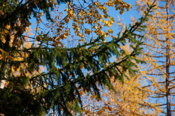 Autumn soft landsсape with forest in green, yellow and brown colors. Trees of birch, larch, spruce, fir, pine and cedar. Gold autumn wood