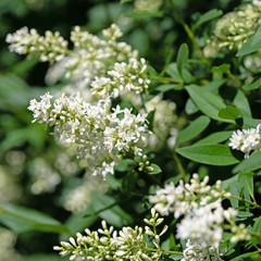 Blühender Liguster, Ligustrum, im Frühsommer