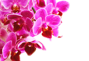 Fototapeta na wymiar Purple orchid flowers on a white background.