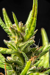 Marijuana plant, buds, close up of cannabis  