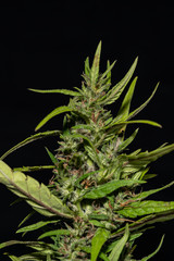 Marijuana plant, buds, close up of cannabis  