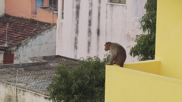 Funny macaque sitting on roof edge squealing on urban buildings background. Wild monkey animal living in indian city rooftops slow motion. Travel tourism vacation ecology protection concept