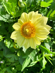 Yellow summer Dahlia on a background of green leaves