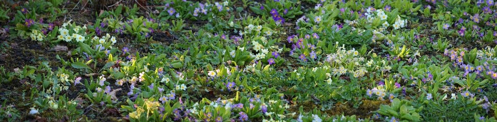 Panorama von Fr&uuml;hbl&uuml;hern