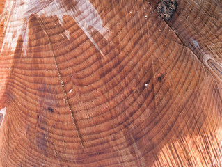 Part of the cross section of a cut tree trunk with annual rings as a close-up view.