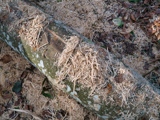 Wood chips and sawdust are spread out on the log and forest floor as a close-up view.