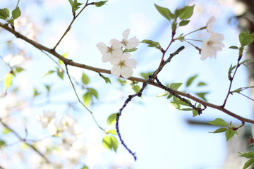 桜