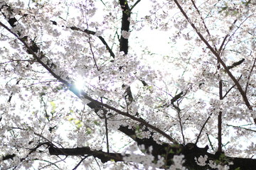 Obraz premium 桜