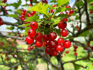 Red currant berries on a branch in the backyard