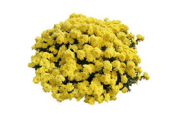 yellow chrysanthemum flowers isolated on white background with clipping path 