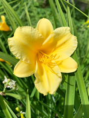 Yellow day lilies (kristni) on the plot in the Moscow region