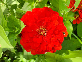 Bright red Zinnia on a plot of land in the Moscow region