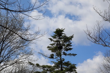 파란 하늘과 나뭇가지가 보이는 아름다운 풍경