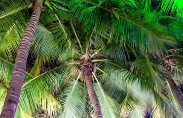 Coconut palms in colorful backlit outdoors