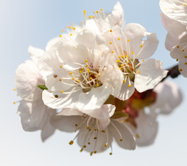 Beautiful apricot flowers in nature