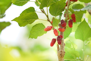 young Mulberry fruit growing on the tree.