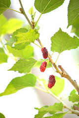 young Mulberry fruit growing on the tree.