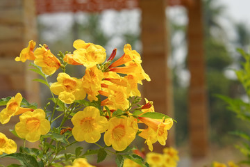 Tecoma 'Orange Jubilee', Orange Jubilee Esperanza, Orangebells, Orange Trumpet Bush.