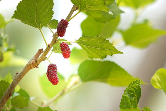 young Mulberry fruit growing on the tree.