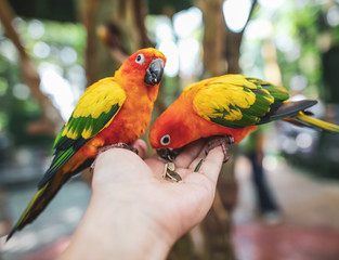 Two parrots eat sunflower seeds from the hands of a man in the park.